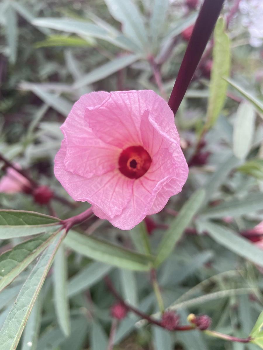 10/17(金）開催『ハーブを楽しむ会』目黒住区センター（三田分室）オリジナルブレンドハーブティを作る