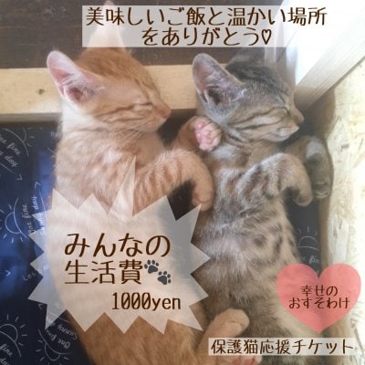 【1回応援】1000円保護猫達の生活費！応援チケットcoco neco