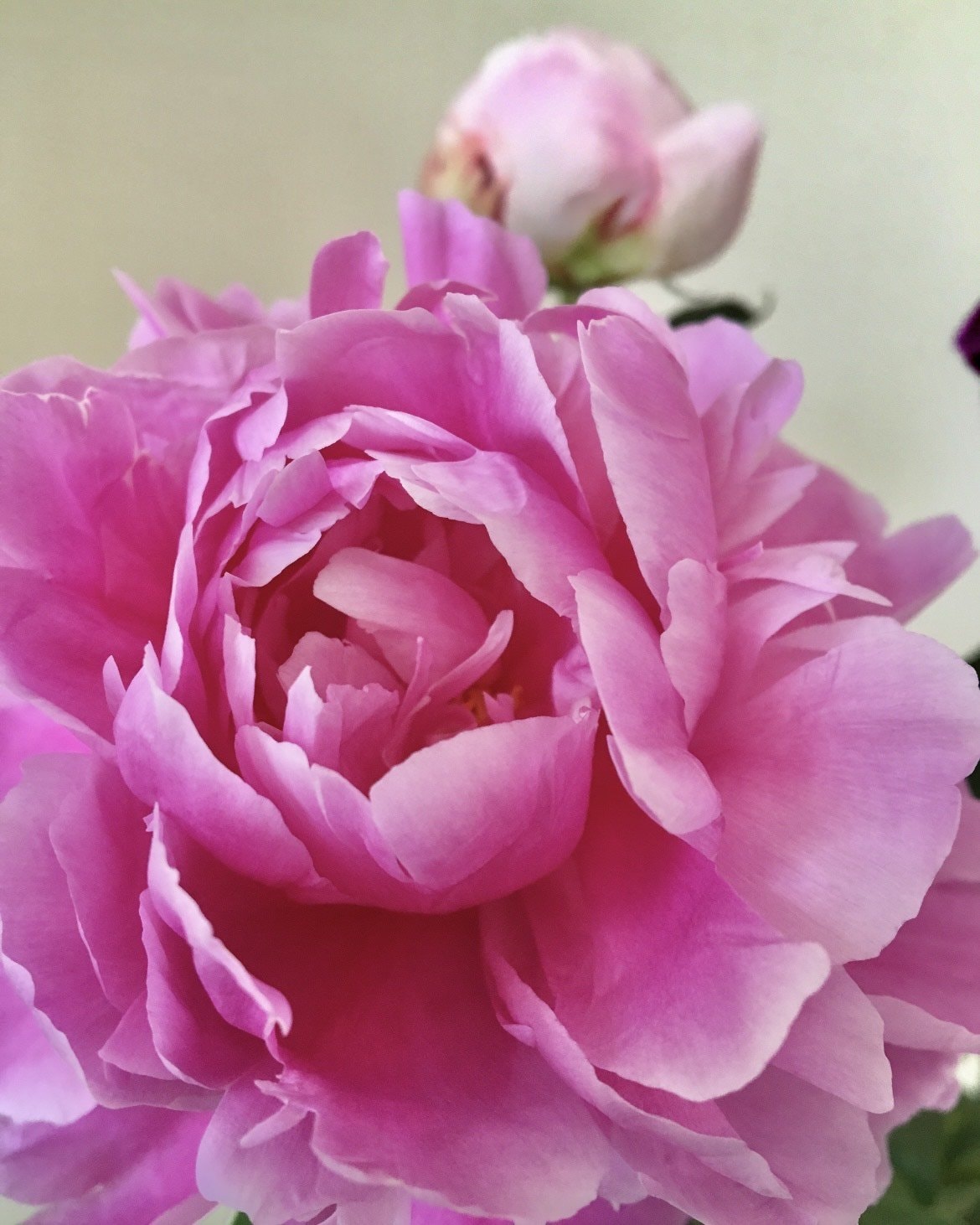 21周年記念キヤンペーン企画 カラーセラピーでインナーチャイルドを癒す チャイルド ワーク ３日間集中コース 吉村カウンセリング研究所 ツクツク ウェブチケット モバイル コトの通販サイト 体験を買える