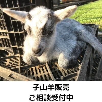 ヤギを飼いたい人向け相談会