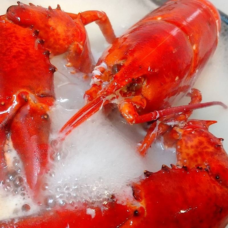 いよいよ人気ブランド 活オマール海老 カナダ産 3尾 約650g 3 Atlantide1 Com