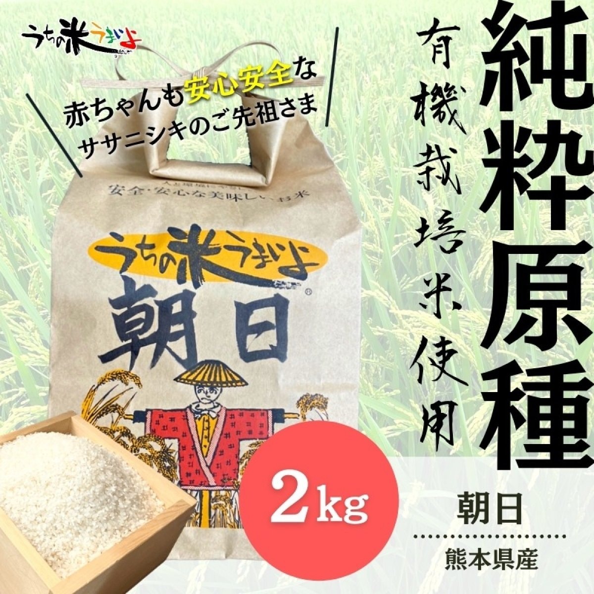 2kg新米入荷!！【純粋原種】熊本県産　朝日【有機栽培米】