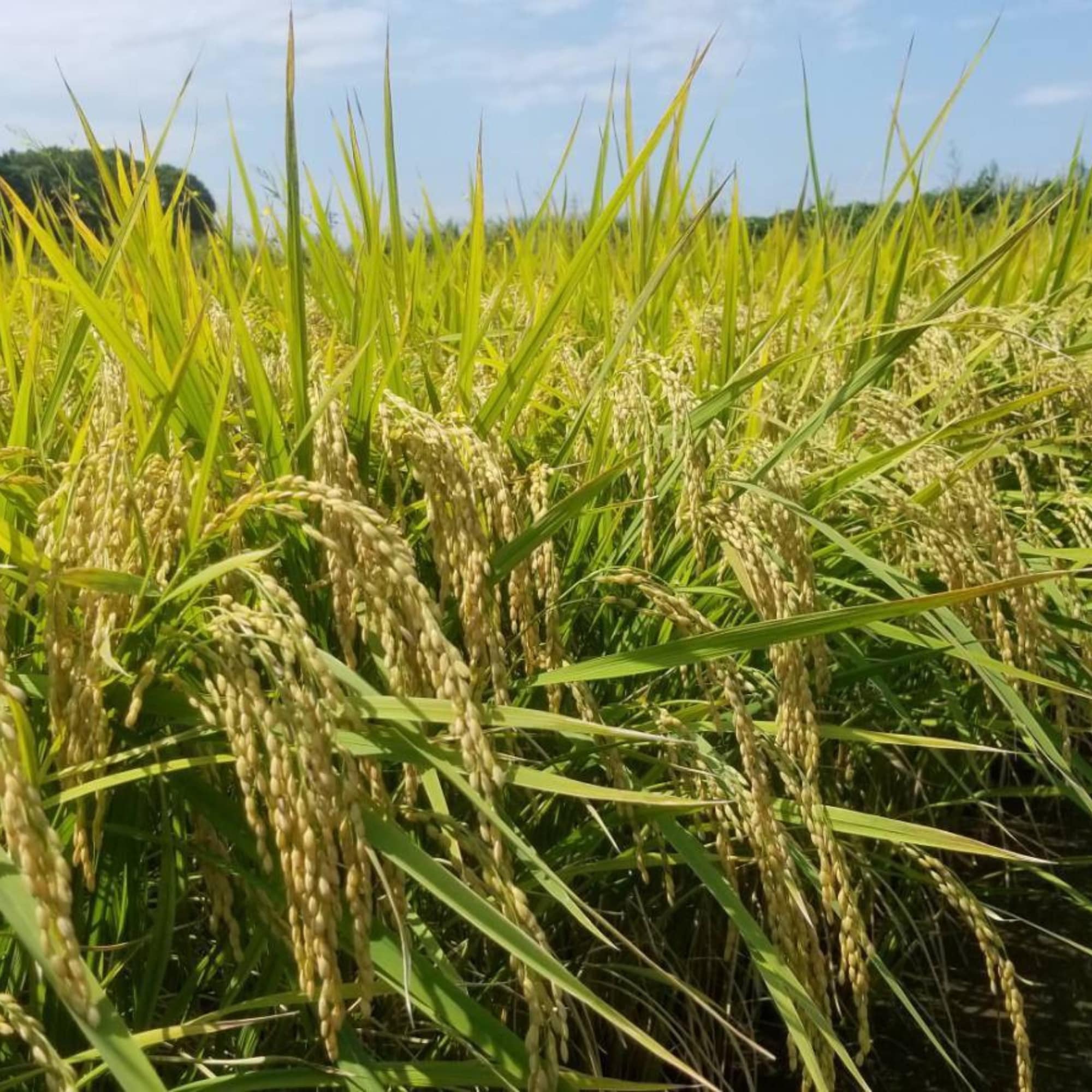 メルマガ会員様限定 5kg ひのひかり【無農薬米・自然栽培米