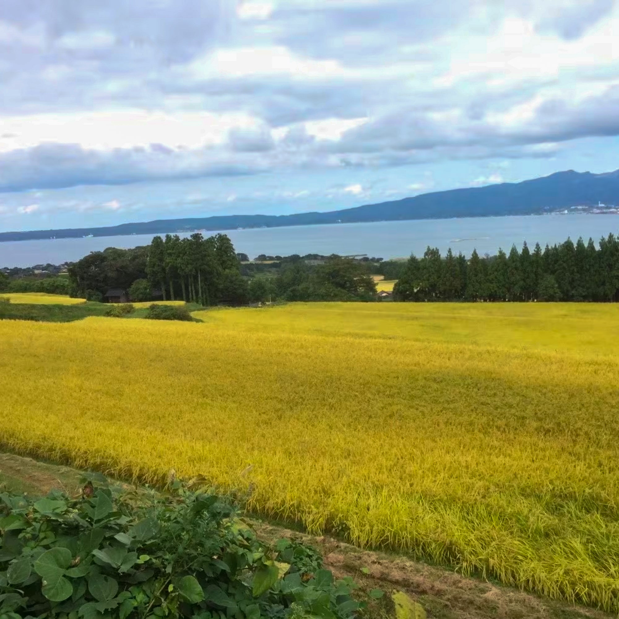 2025年度産『新米』1kg〜先行予約販売 新潟県佐渡島産棚田米
