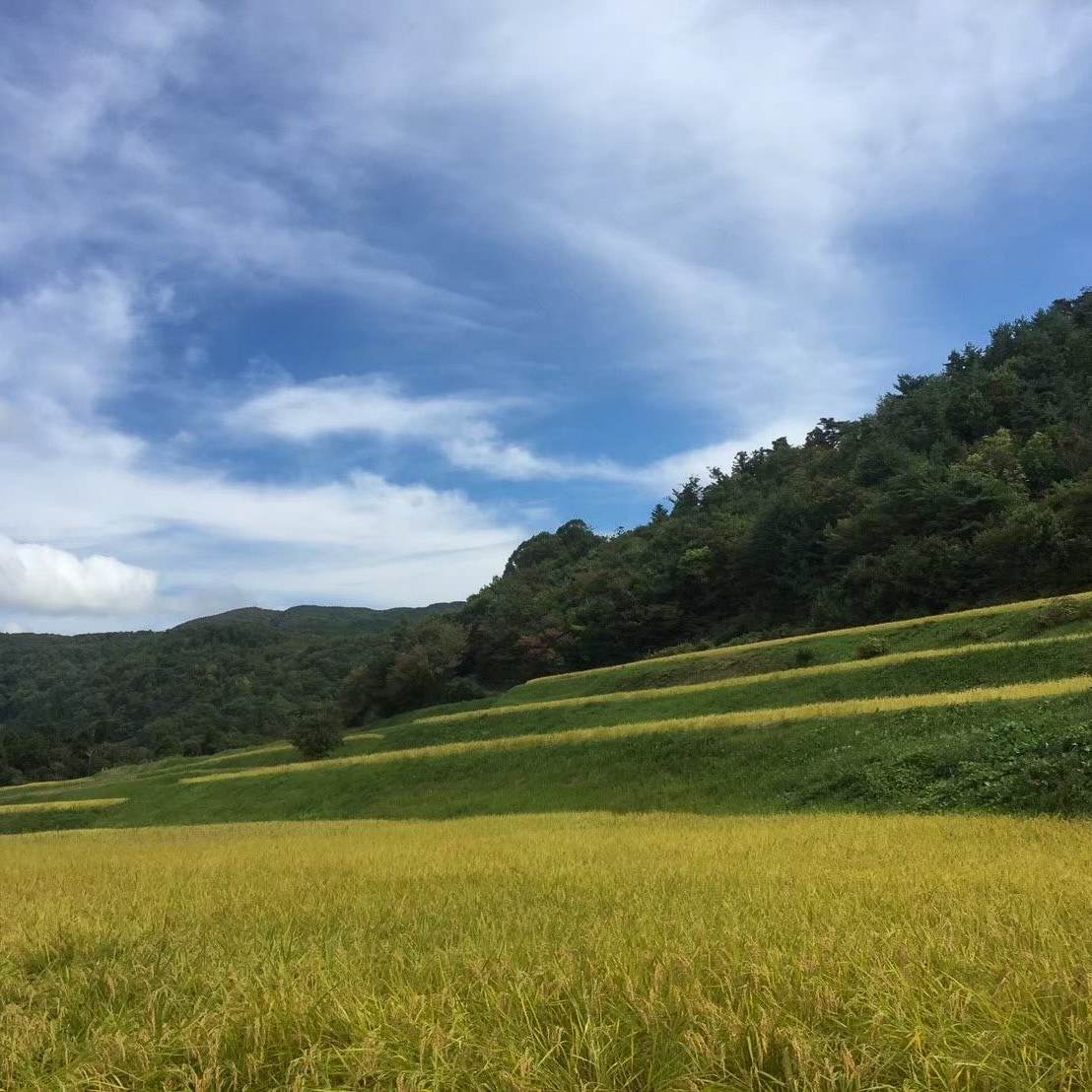 2025年度産『新米』1kg〜先行予約販売 新潟県佐渡島産棚田米