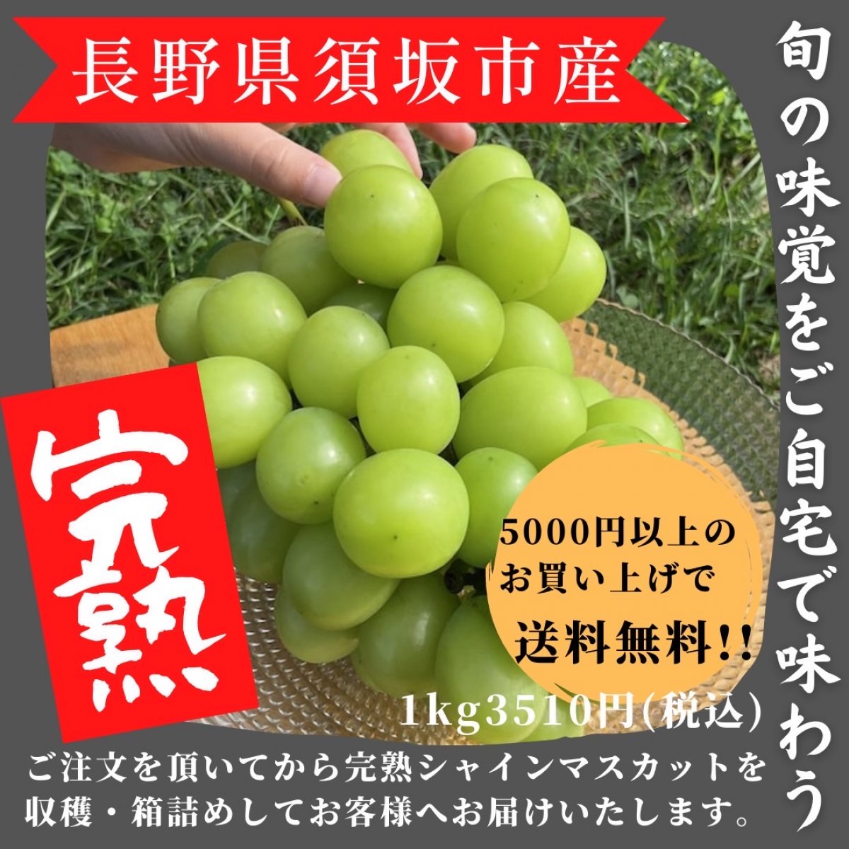 長野県須坂市産】シャインマスカット/完熟・ご注文後に収穫/約1kg(1〜2