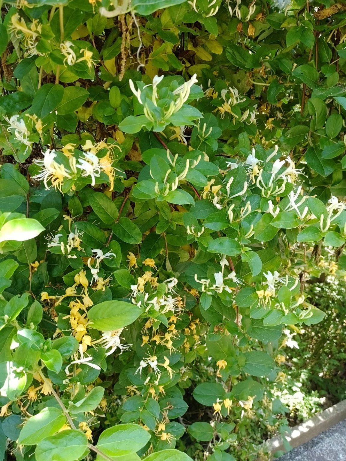 5月10日(土)似島・安芸小富士山登り