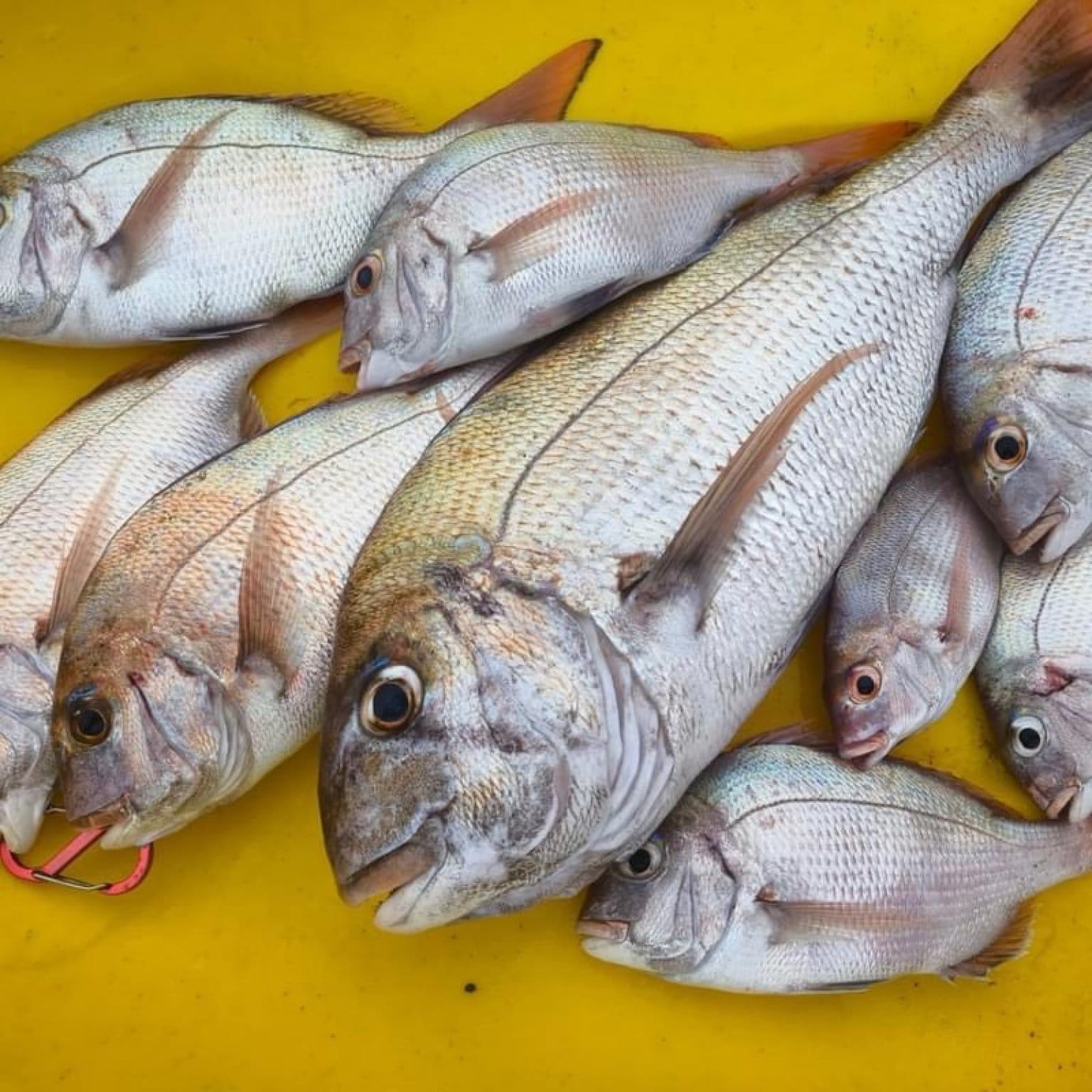 早朝釣り＋イベント参加　７月26日(土)  なりきり多賀谷水軍　〜七の陣〜　