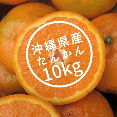 【10kg】 沖縄県産 家庭用 タンカン M〜4Lサイズ