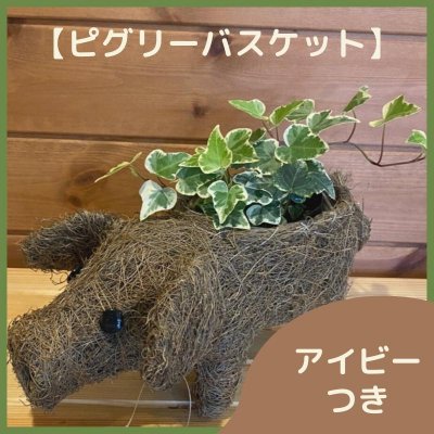 【ピグリーバスケット】（鉢カバー） アイビーつき　フラワーセンター花久