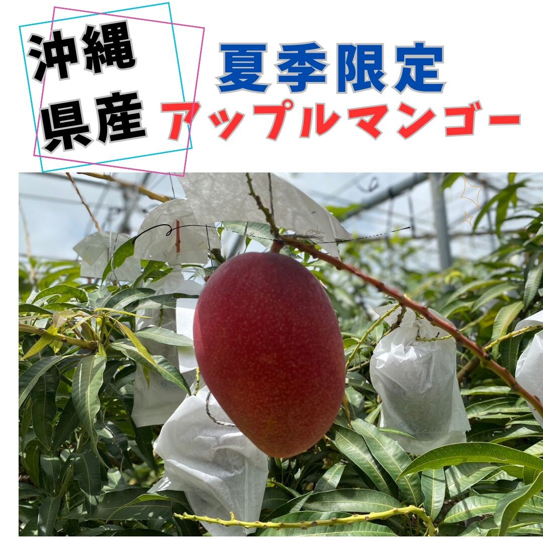 沖縄県産アップルマンゴー予約受付開始】1ケース1kg化粧箱 約2