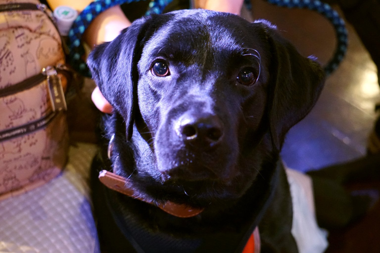 【応援チケット】わんわんマーケットVOL.６　２０２５年９月６日(土） 札幌市「イベントには行けないけど応援します」のチャリティチケット  犬と愛犬家のイベント　出店されているお店を応援　はたらくわんこ養成施設を応援　　　　　