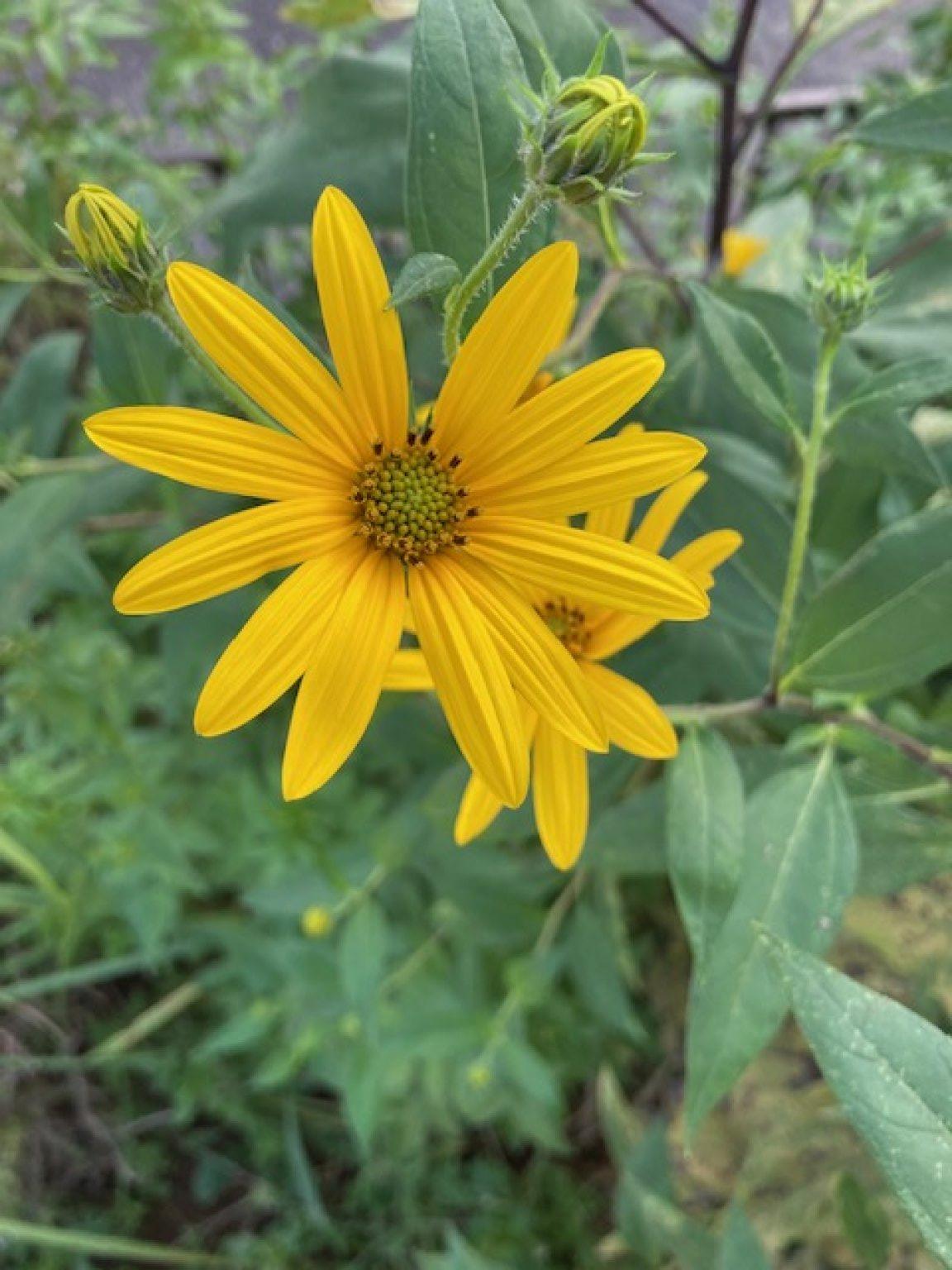 【オンライン開催】腸活に役立つ！水溶性食物繊維イヌリン秘話