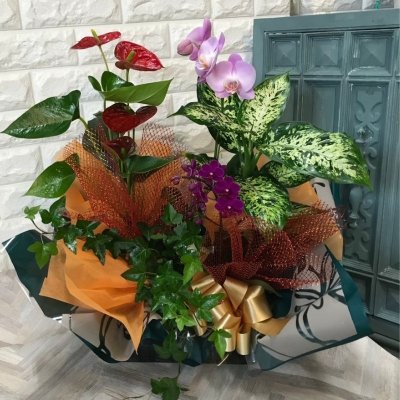 生年祝い 50円 長寿花鉢 寄せ鉢 生年祝 トゥシビー トーカチ祝 沖縄本島内のみ発送 沖縄花屋