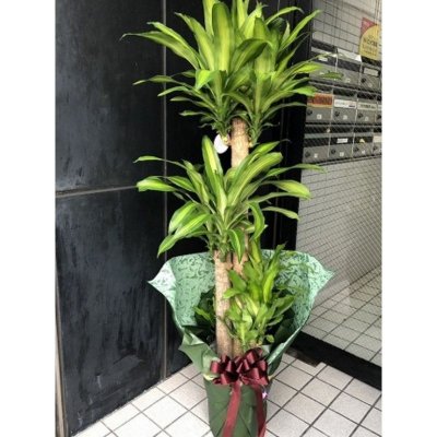 法人様おすすめ 円 観葉植物１０寸サイズ プラスチック鉢 尺サイズ おまかせ観葉植物 開店祝い 開業祝 沖縄本島内のみ発送 沖縄花屋