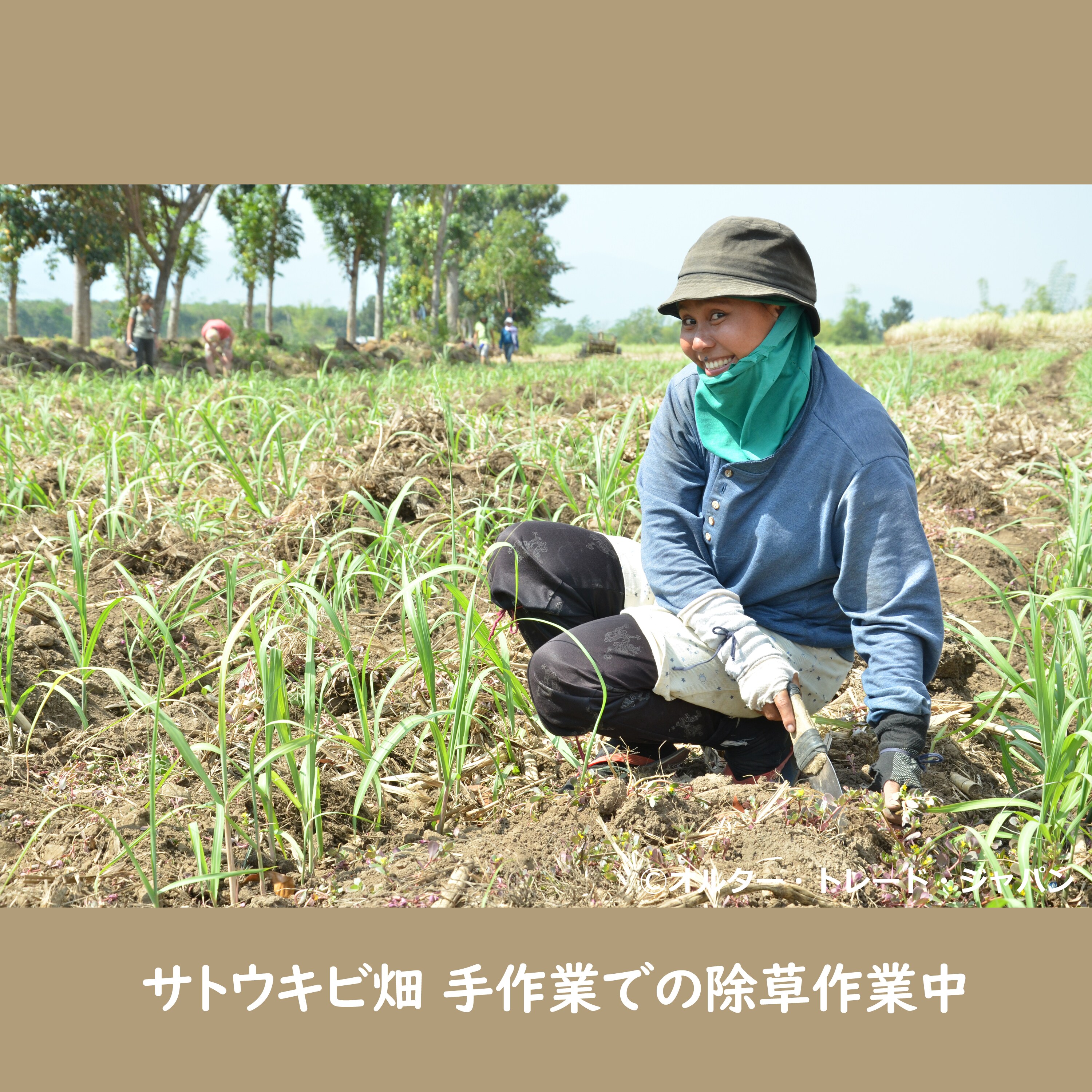 マスコバド糖 500g【2袋までレターパックプラス対応】粗糖 無