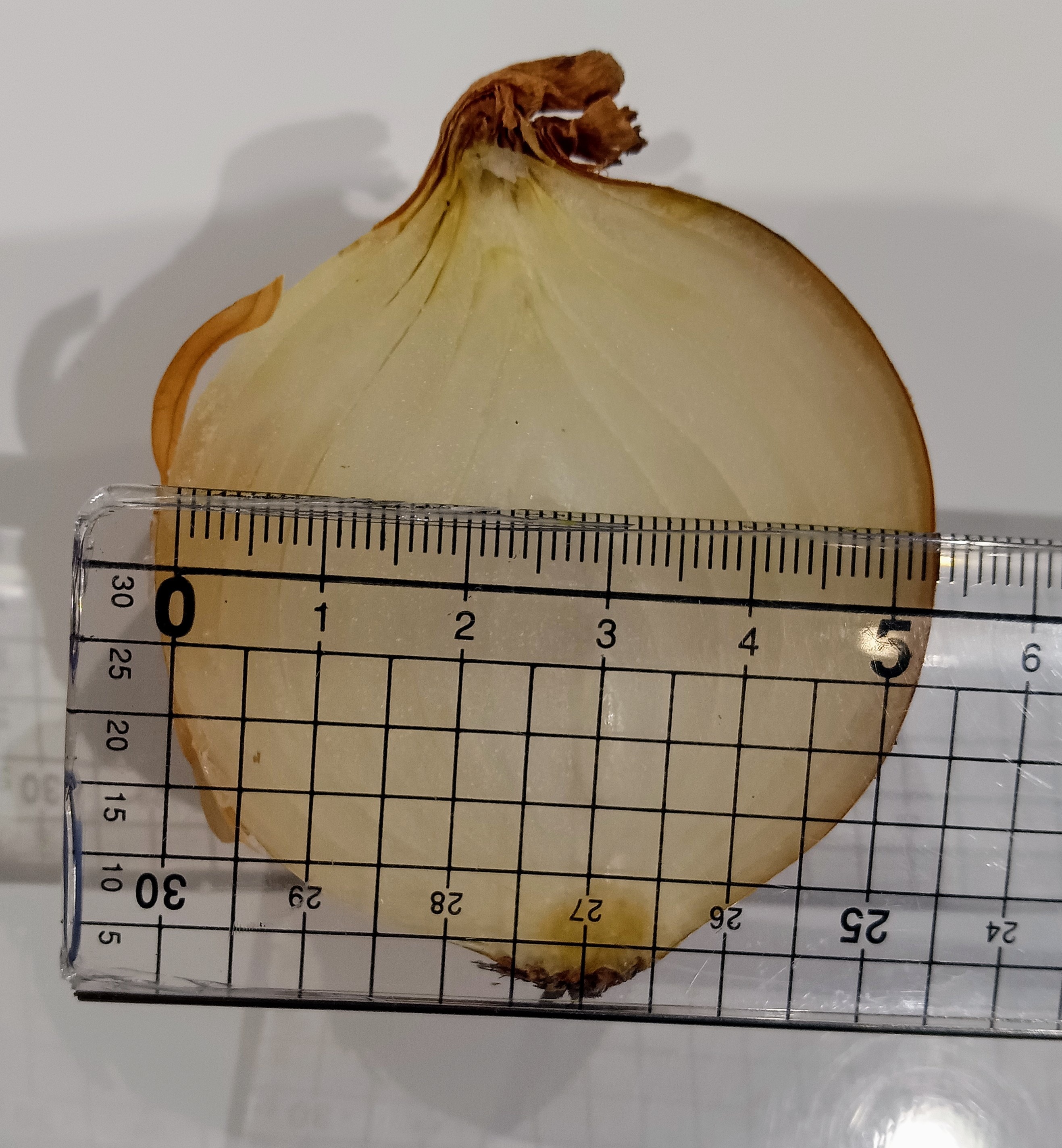 豊富なギフト た〜っぷり 玉ねぎ 外し 10 小ぶり 20キロ 野菜