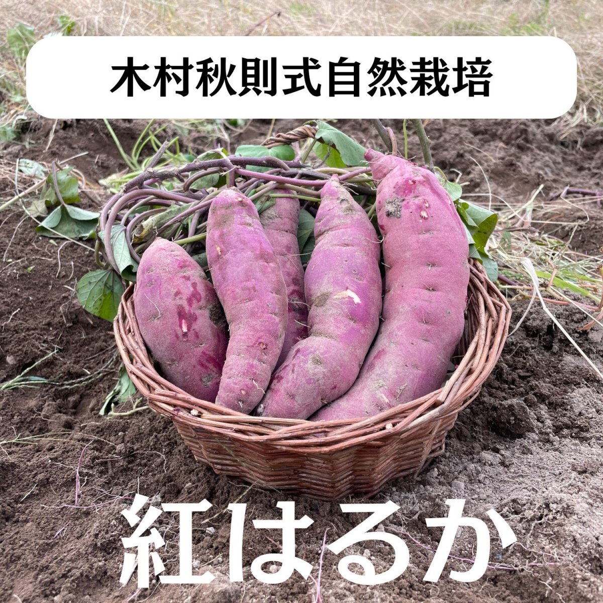 木村秋則式自然栽培　北海道産　さつまいも【紅はるか】　5㎏