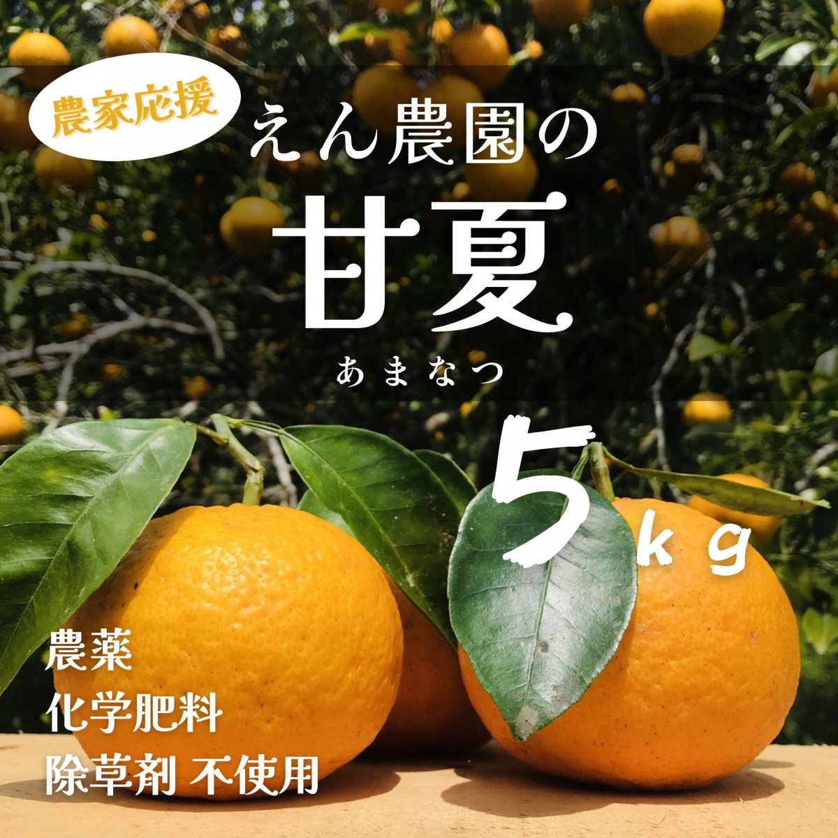 【高ポイント】【最終割引！】甘夏 ５ｋｇ えん農園 自然栽培 木成り完熟 農薬・化学肥料・除草剤不使用 愛媛県愛南町 みかん 柑橘類