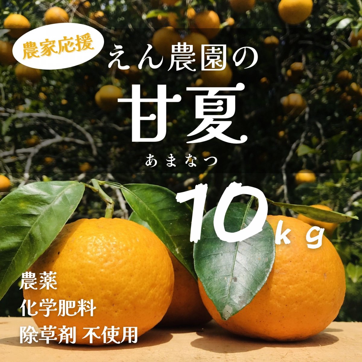 【高ポイント】甘夏 １０ｋｇ えん農園 自然栽培 木成り完熟 農薬・化学肥料・除草剤不使用 愛媛県愛南町 みかん 柑橘類