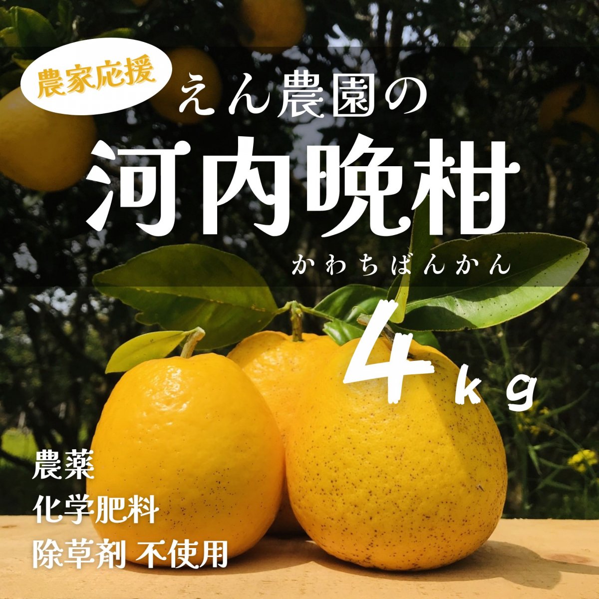 【高ポイント】河内晩柑 4ｋｇ 自然栽培えん農園産 木成り完熟 自然栽培 農薬・化学肥料・除草剤不使用 愛媛県愛南町 みかん