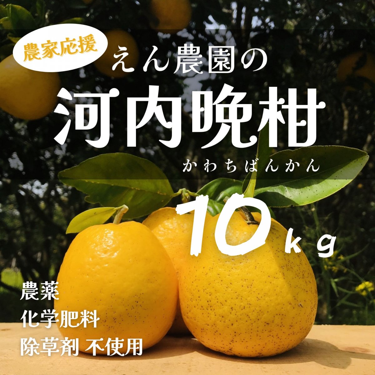 【高ポイント】河内晩柑 １０ｋｇ 自然栽培えん農園産 木成り完熟 自然栽培 農薬・化学肥料・除草剤不使用 愛媛県愛南町 みかん