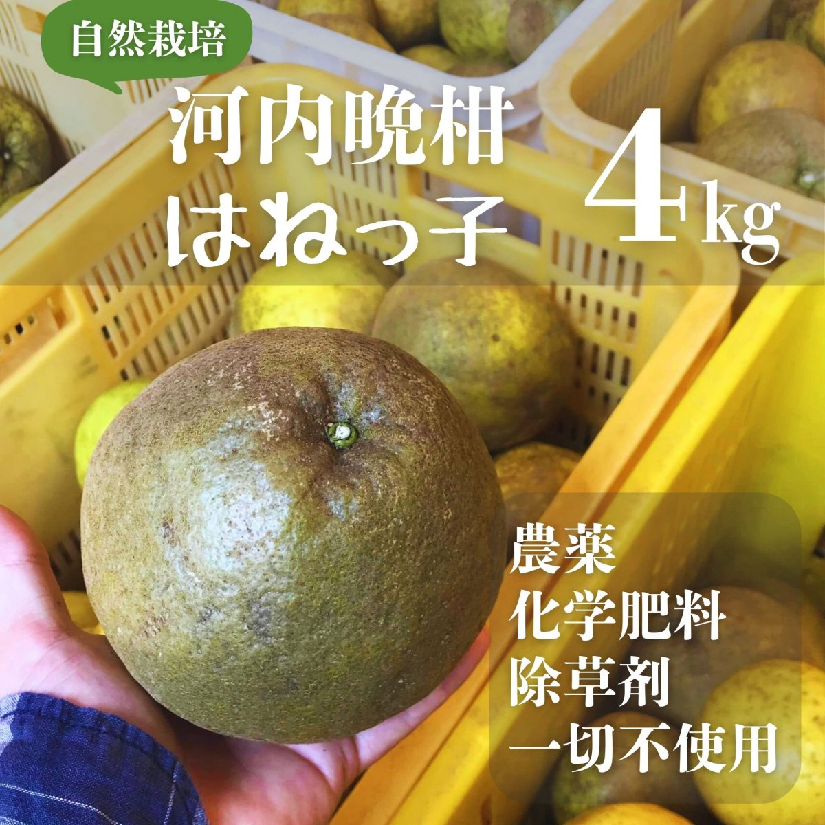 【フードロス削減】河内晩柑 はねっ子 4ｋｇ 農家応援 自然栽培えん農園産 木成り完熟 自然栽培 農薬・化学肥料・除草剤不使用 愛媛県愛南町 みかん