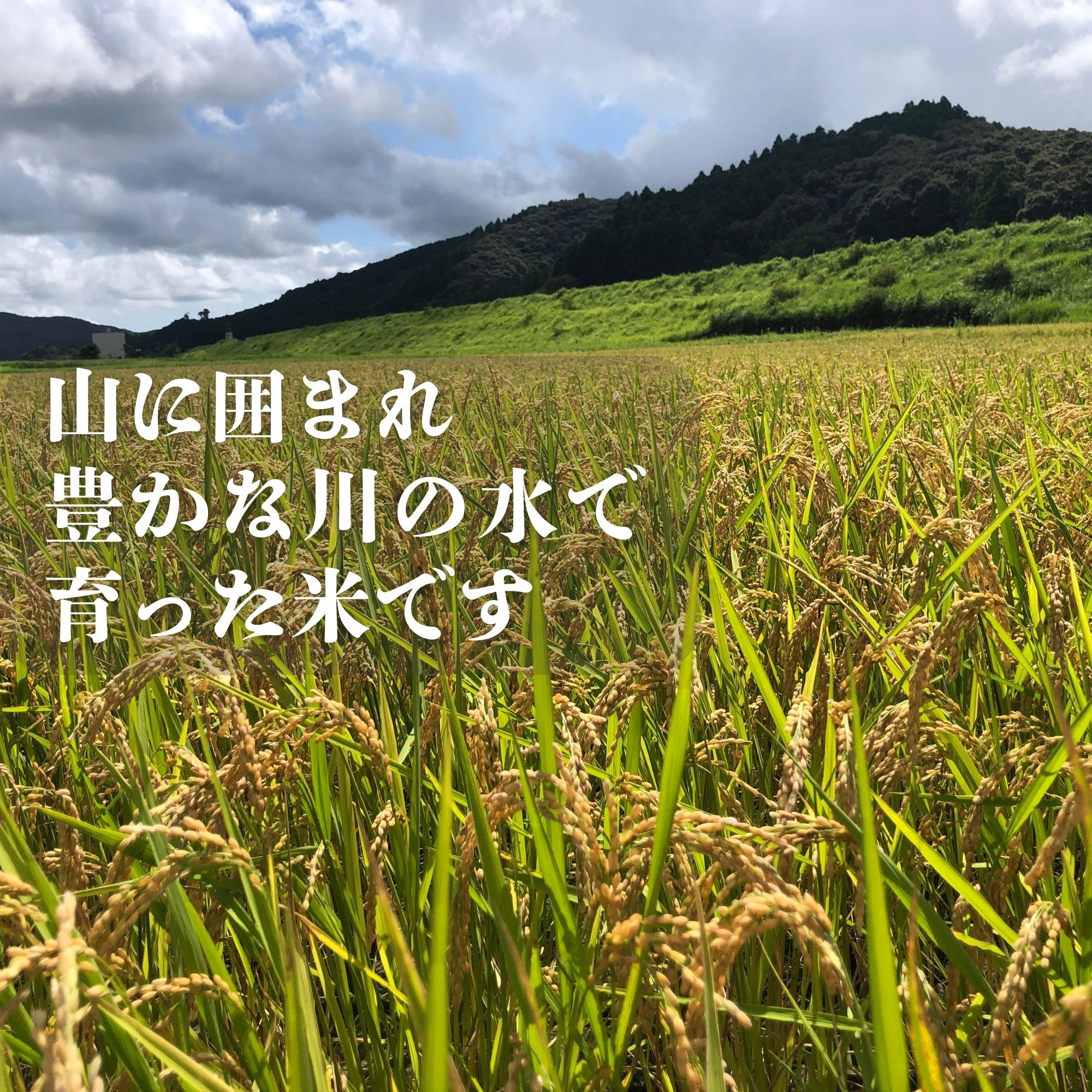 高ポイント】無農薬玄米9ｋｇ 2024年高知県四万十市産 こしひかり 情熱のふくどめ米 農薬・化学肥料・除草剤不使用