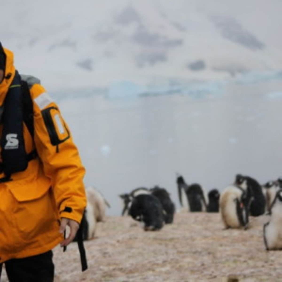 【催行決定！】第７回　野生動物の南極　上陸クルーズ【満席御礼！キャンセル待ち！】