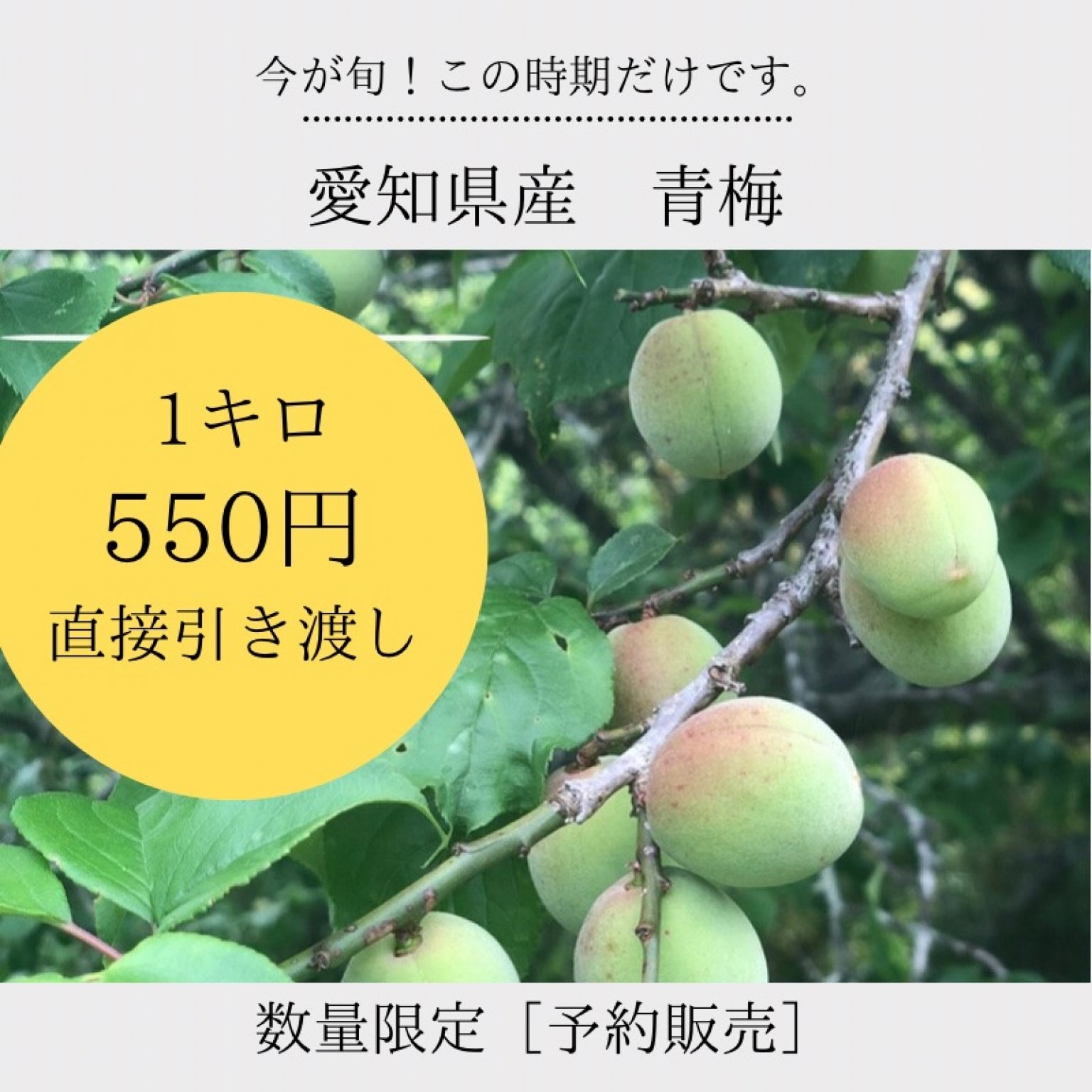 梅　１キロ　直接受け渡し