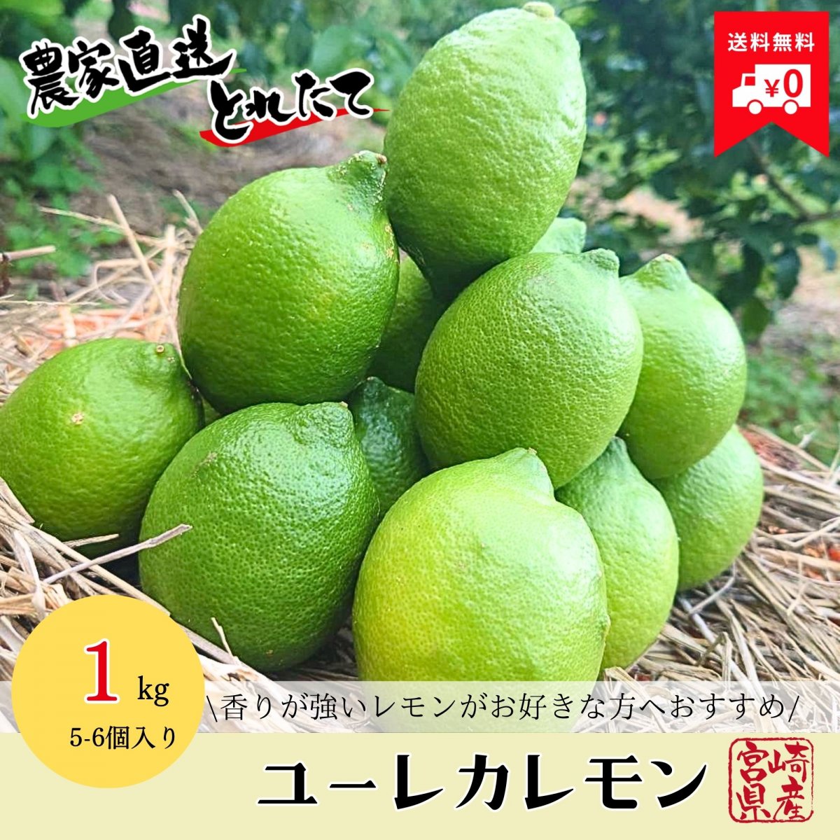 《先行予約販売〜10月1日から順次発送開始〜》【期間限定品】宮崎県産無 無農薬レモン(ユーレカレモン) 1kg (1個当たり約150g,5-6個入り)｜ 産地直送　オーガニック　串間市都井｜石上農園
