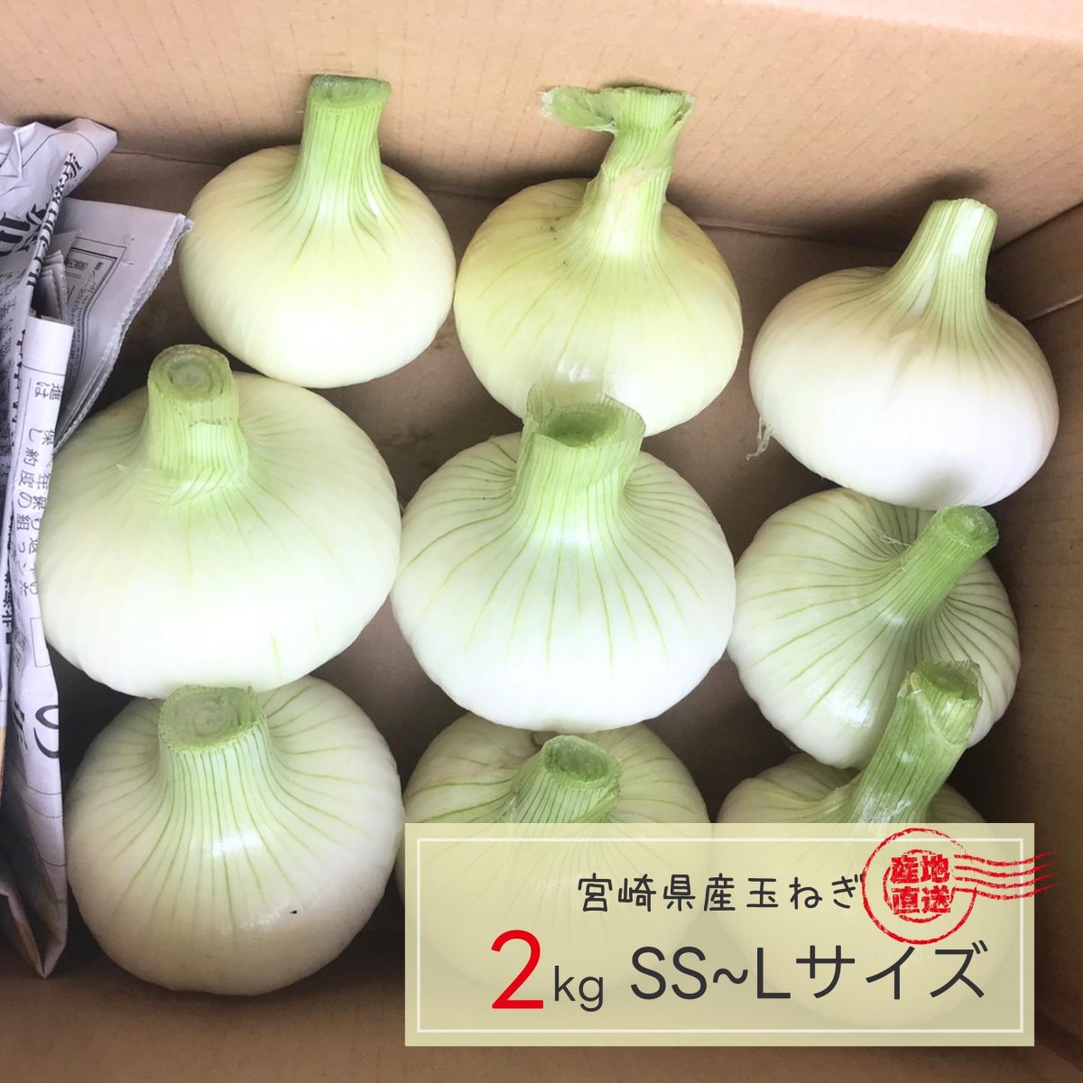 【数量限定】宮崎県串間市産 玉ねぎ2kg《農薬/化成肥料無使用》 [土壌改良剤剤使用]  ※SSサイズ〜Lサイズからお選びいただけます｜タマネギ 玉葱  産地直送｜武田農園