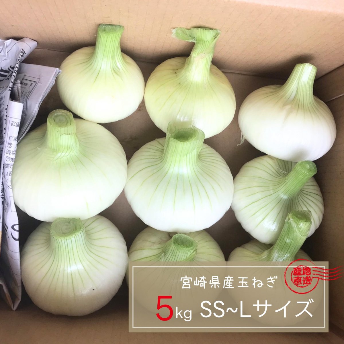 【数量限定】【甘さが特徴】宮崎県産 玉ねぎ5kg(農薬・化成肥料無使用）｜産地直送 土壌改良剤使用｜武田農園
