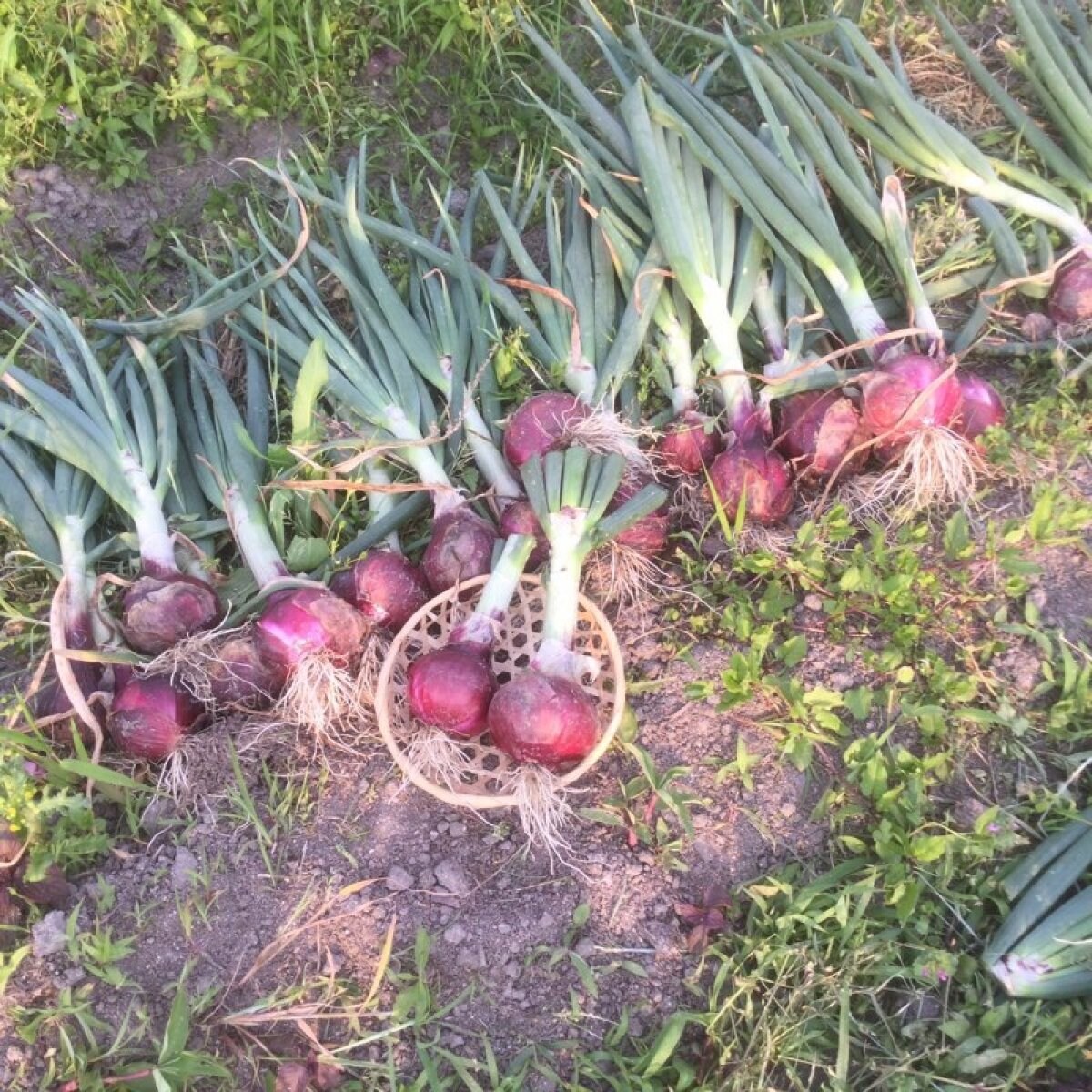 産直 レッドアーリー 30年農薬不使用のオーガニック シャキッとあまい令和4年春の島根県産 安心の送料込み70サイズの箱にギュッと詰めて約3