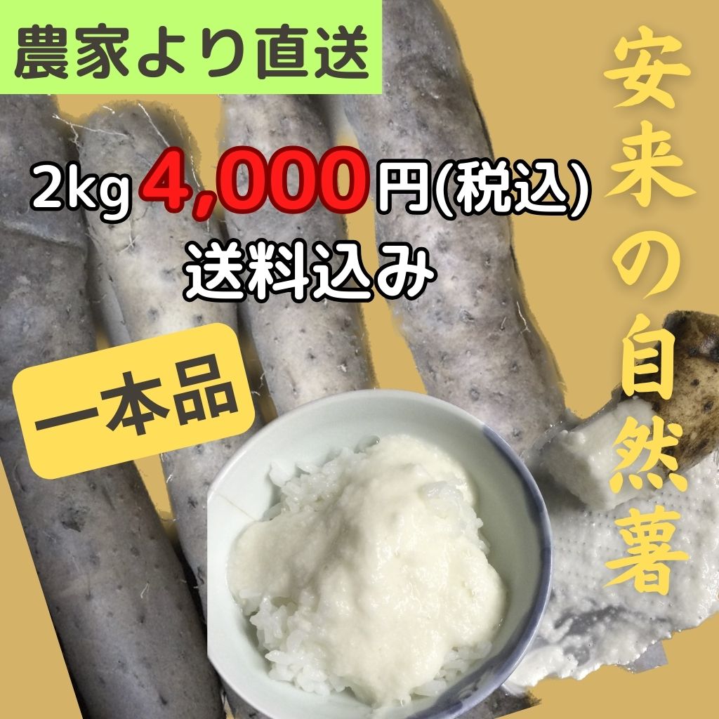 【好ポイント還元】自然薯約2kgの一本品（贈答用）/全国一律の送料込み価格/産地直送/こだわり自然農法で育ったぶんちゃんち農園のじねんじょ /島根県安来市産|よろづやぶんちゃん|農薬不使用、有機栽培野菜ならここ！島根県安来市