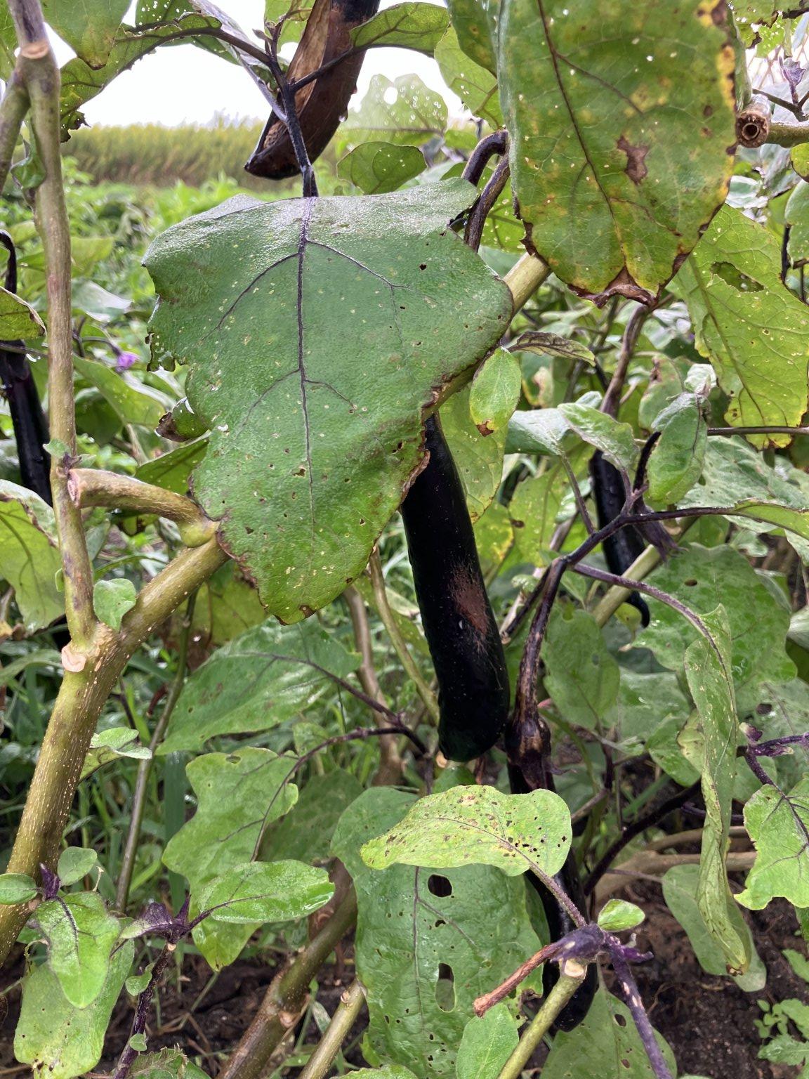 N様専用お野菜代ご決済用チケット - よろづやぶんちゃん|農薬不使用、有機栽培野菜ならここ！島根県安来市より