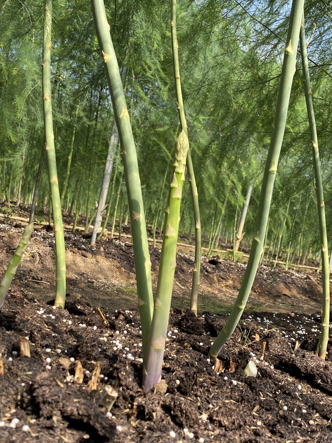 ベジタリのお野菜チケット