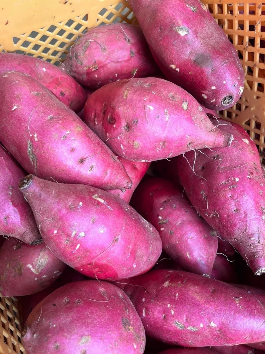 無農薬・無化学肥料☆山梨県北杜市産さつまいも「紅はるか」2kg☆無