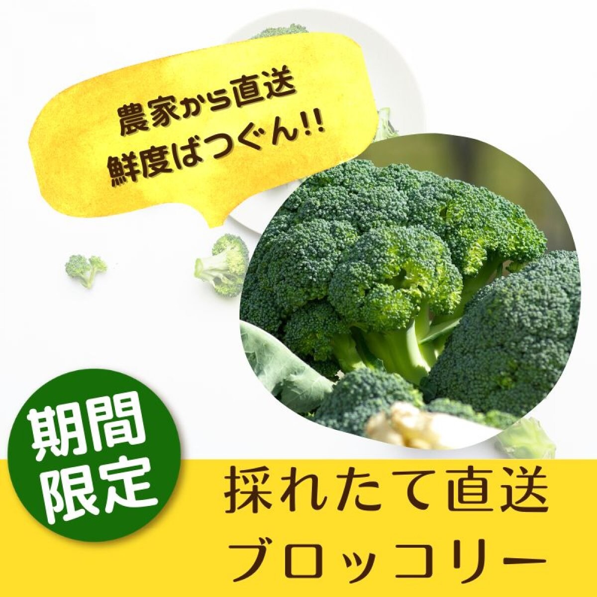 【期間限定】富山県産マッキーファームの採れたてれブロッコリー（約6個入り）