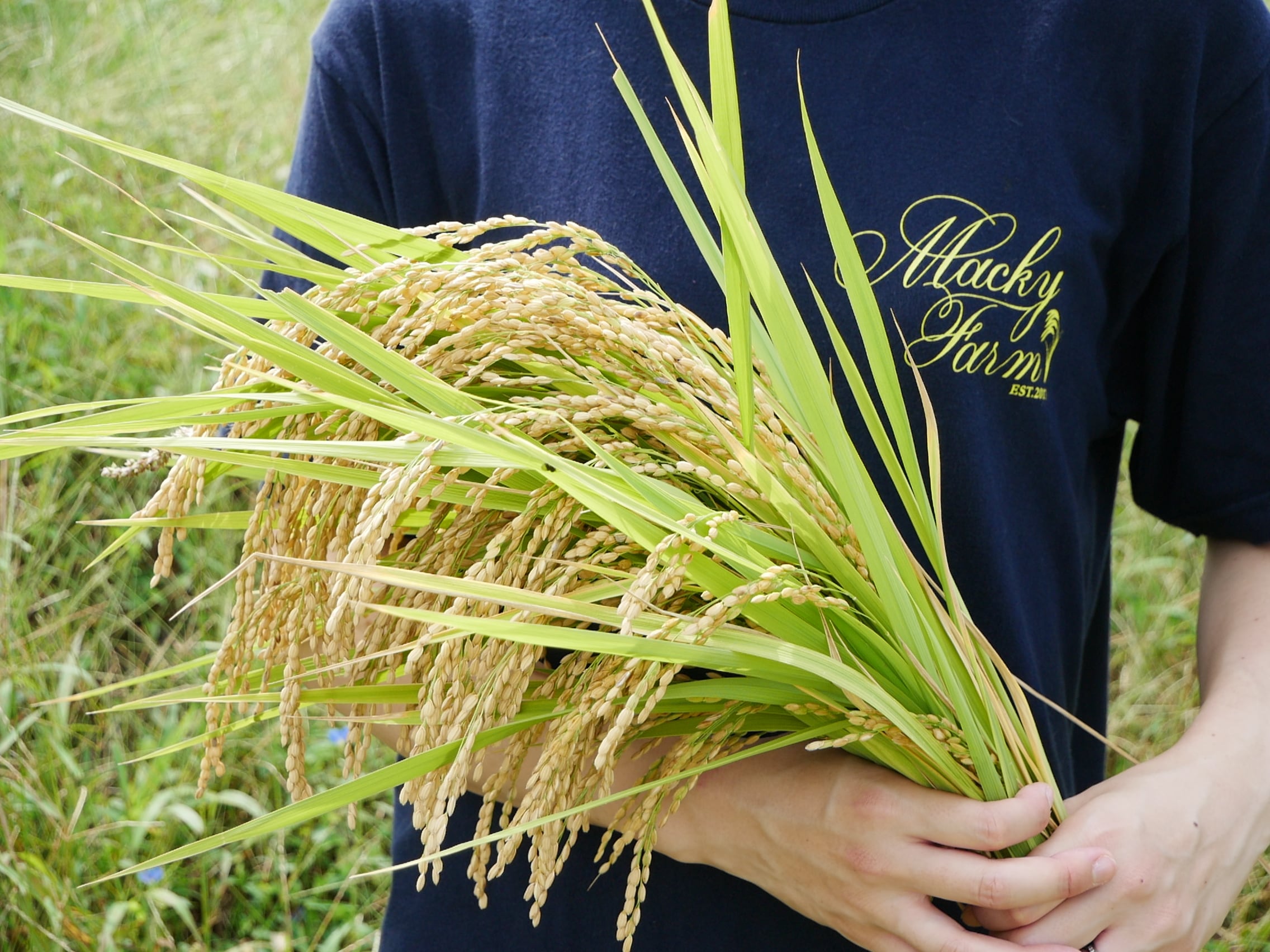 定期便】富山の米！新米！令和6年産・名水の里から生まれた特別栽培米ミルキークイーン 精米５㎏