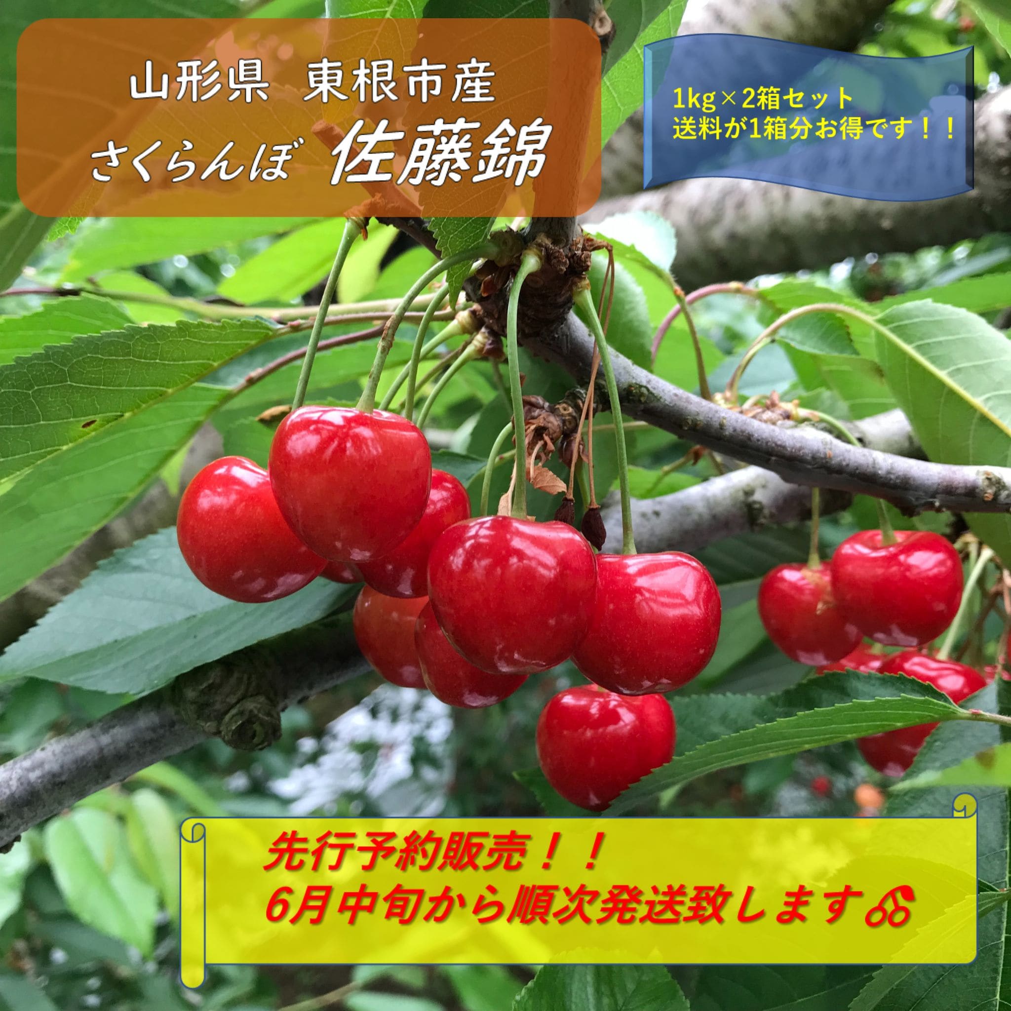 佐藤錦 1kg （2箱）バラ詰め 贈答用 さくらんぼ佐藤錦1kg（500g×2パック）バラ詰Lサイズ以上