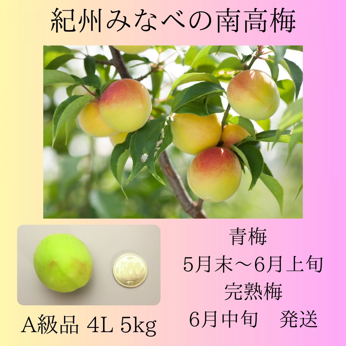 新作新作和歌山県 紀州産特別栽培 青梅～中熟梅 南高梅 生産者直送