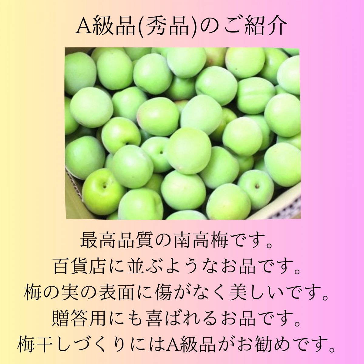 みなべの南高梅 完熟梅 傷ありB級品３~４L １キロ〜|viva Salute ...