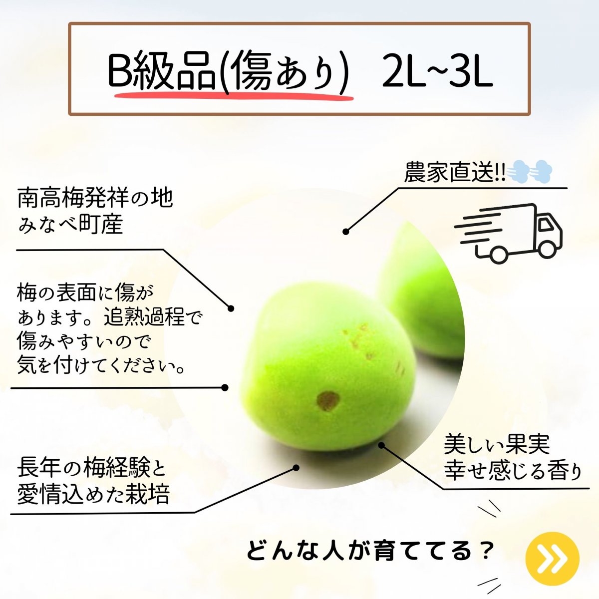 みなべの南高梅　完熟梅　B級品(傷あり)　2L~3L　１㎏