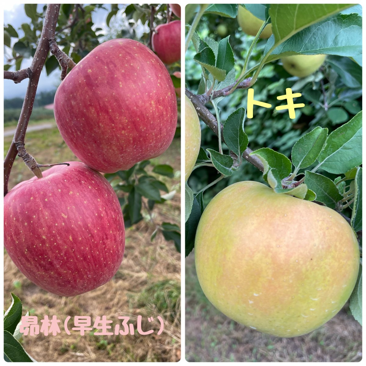 りんご昴林(早生ふじ)&トキ食べ比べBOX5kg(16〜18個)【家庭用】