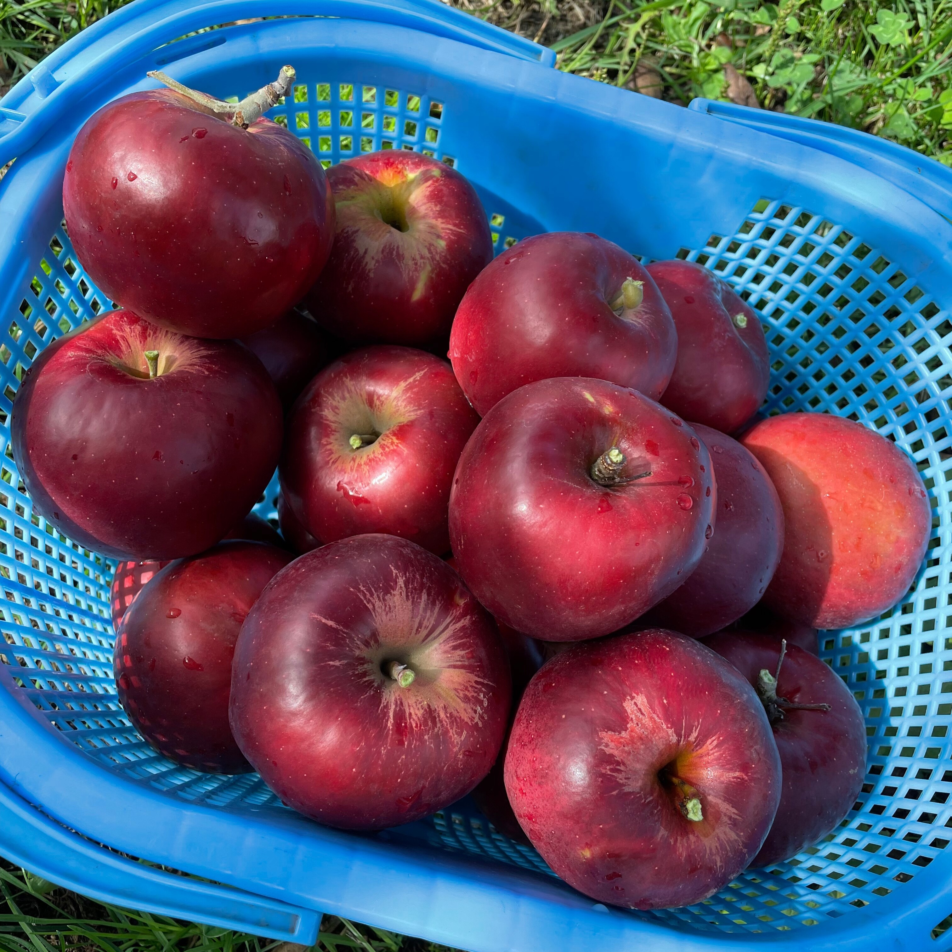 りんごジュースM様商品|青森のりんご屋パラン | ツクツク!!!ファーム