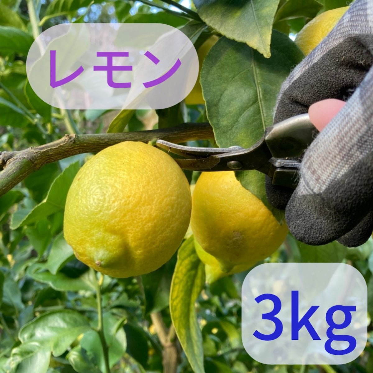 [シキファーム］低農薬レモン３kg！