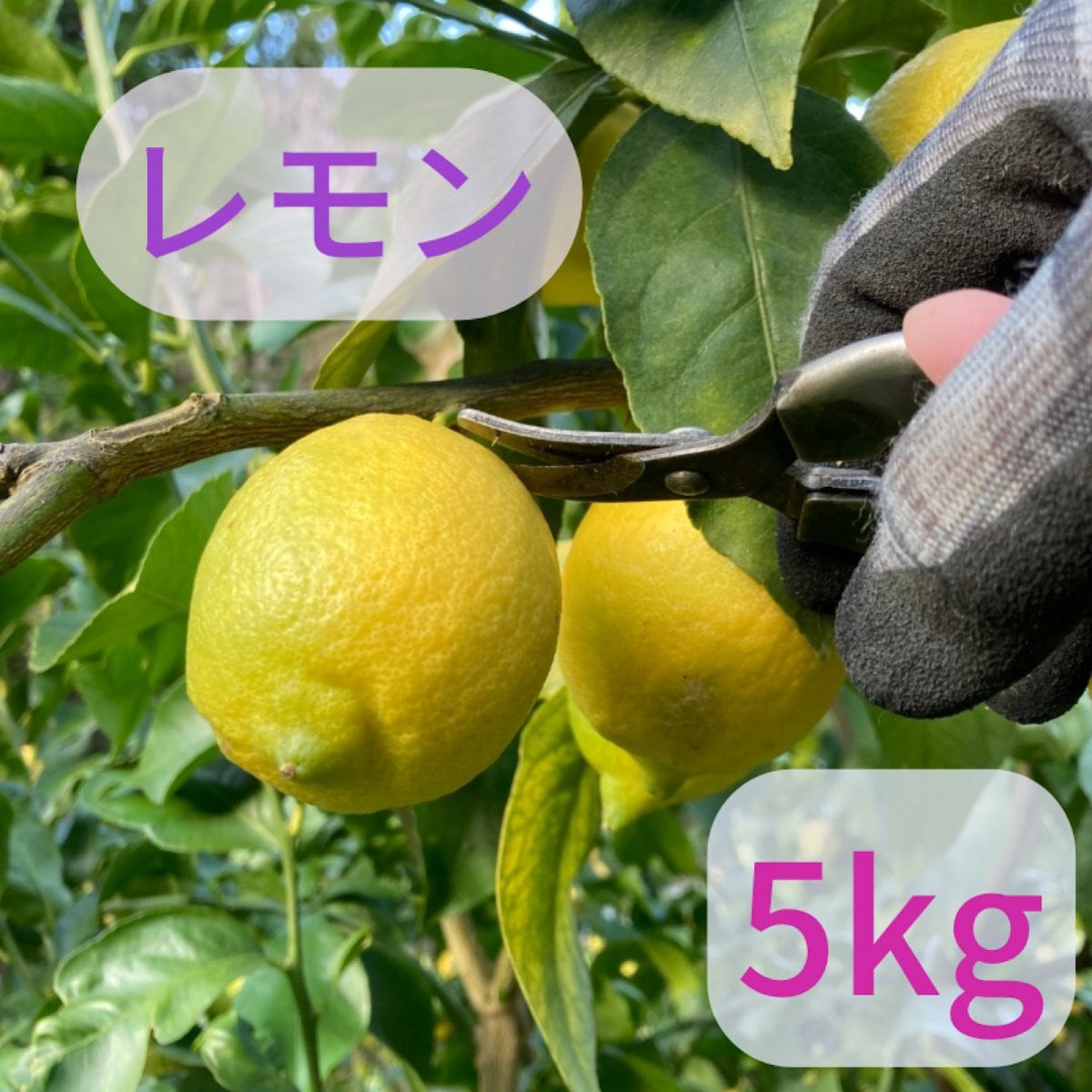 [シキファーム］低農薬レモン5kg！