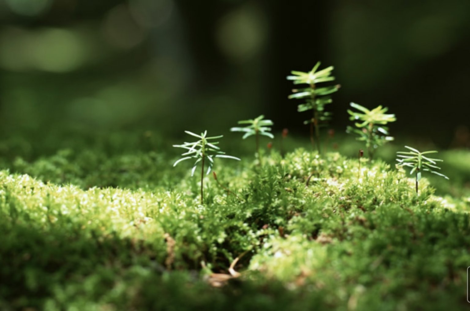 現代レイキ法セミナー　レベル１