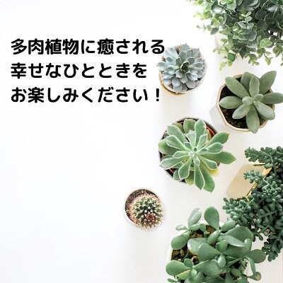 【H様専用】多肉植物寄せ植えセット｜(株)豊坂建設